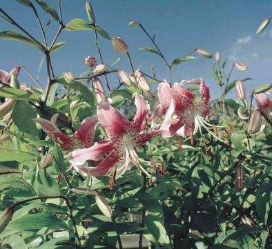 Lilium speciosum